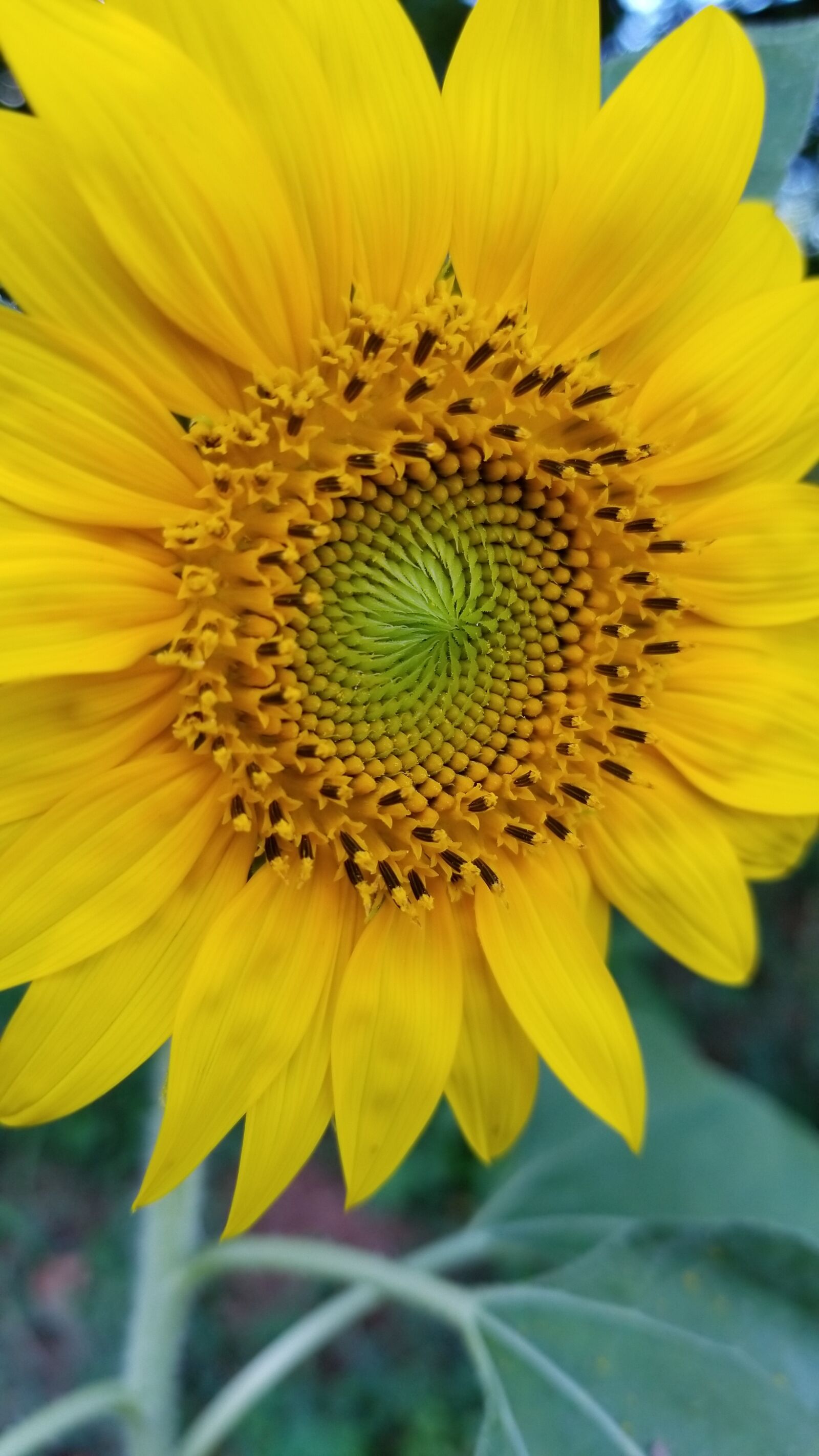 Samsung Galaxy S8 sample photo. Flower, sunflower, green photography