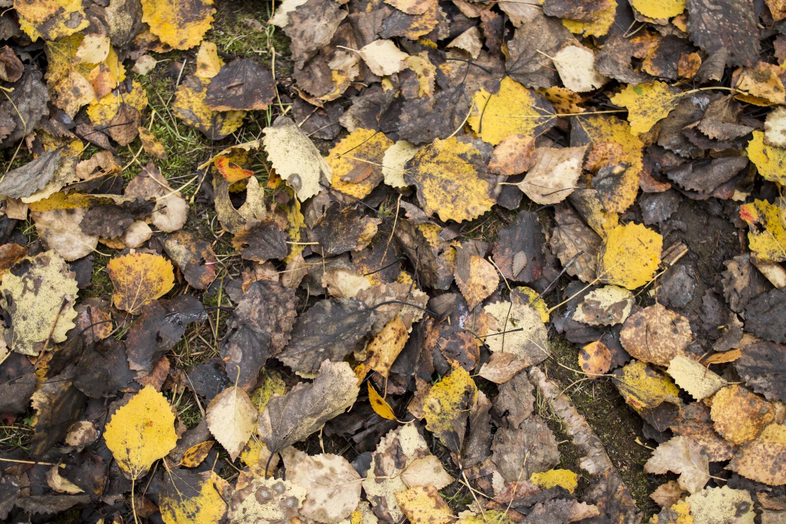 Canon EF 35mm F2 sample photo. Autumn, fall colors, foliage photography