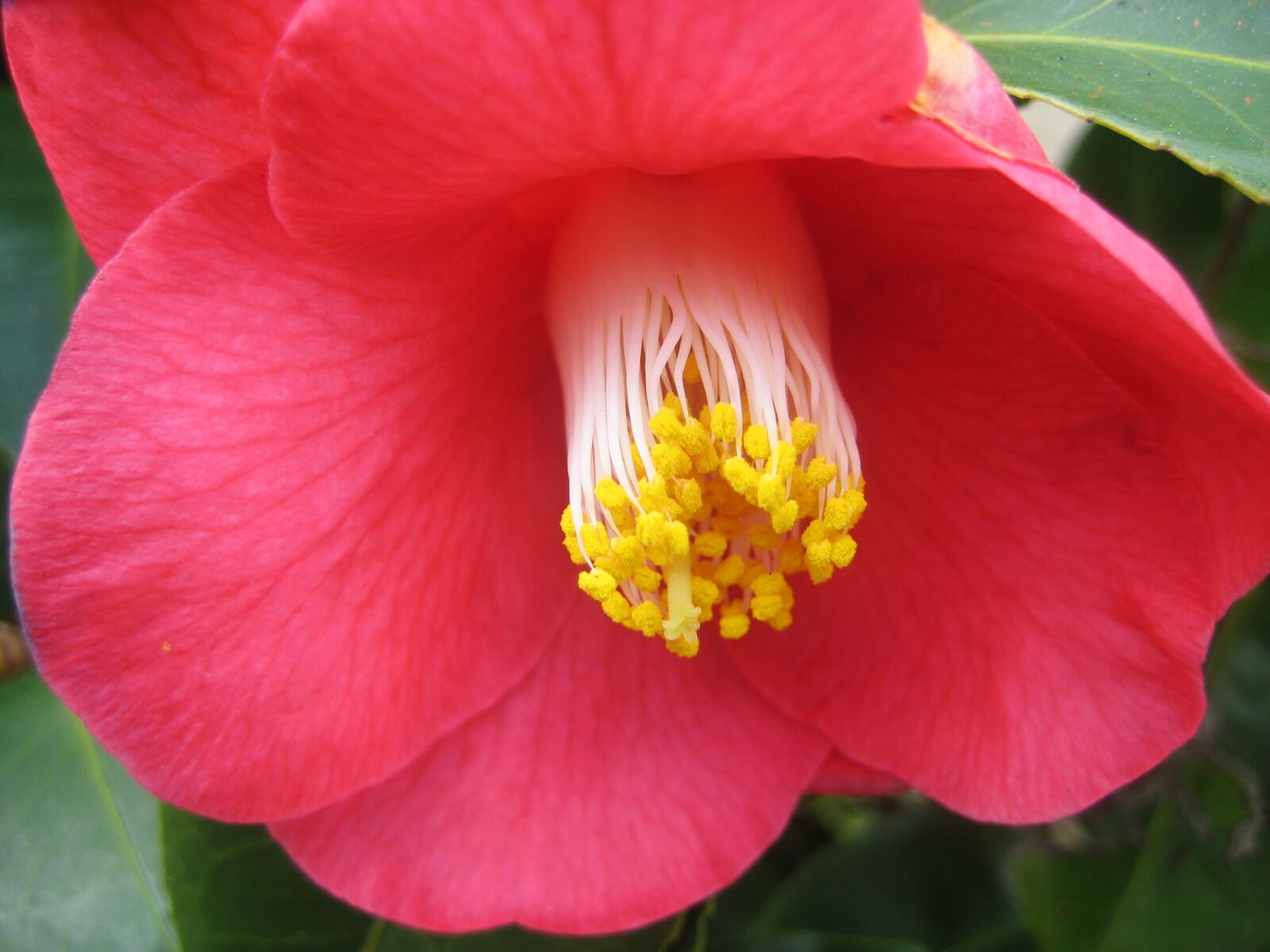 Canon DIGITAL IXUS 70 sample photo. Camellia, bloom, flower photography