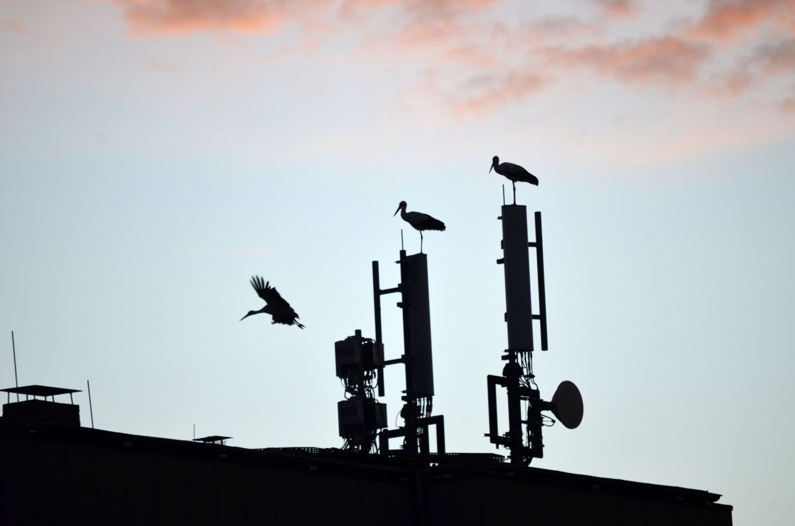 Nikon D5100 sample photo. Storks, silhouettes, perched photography