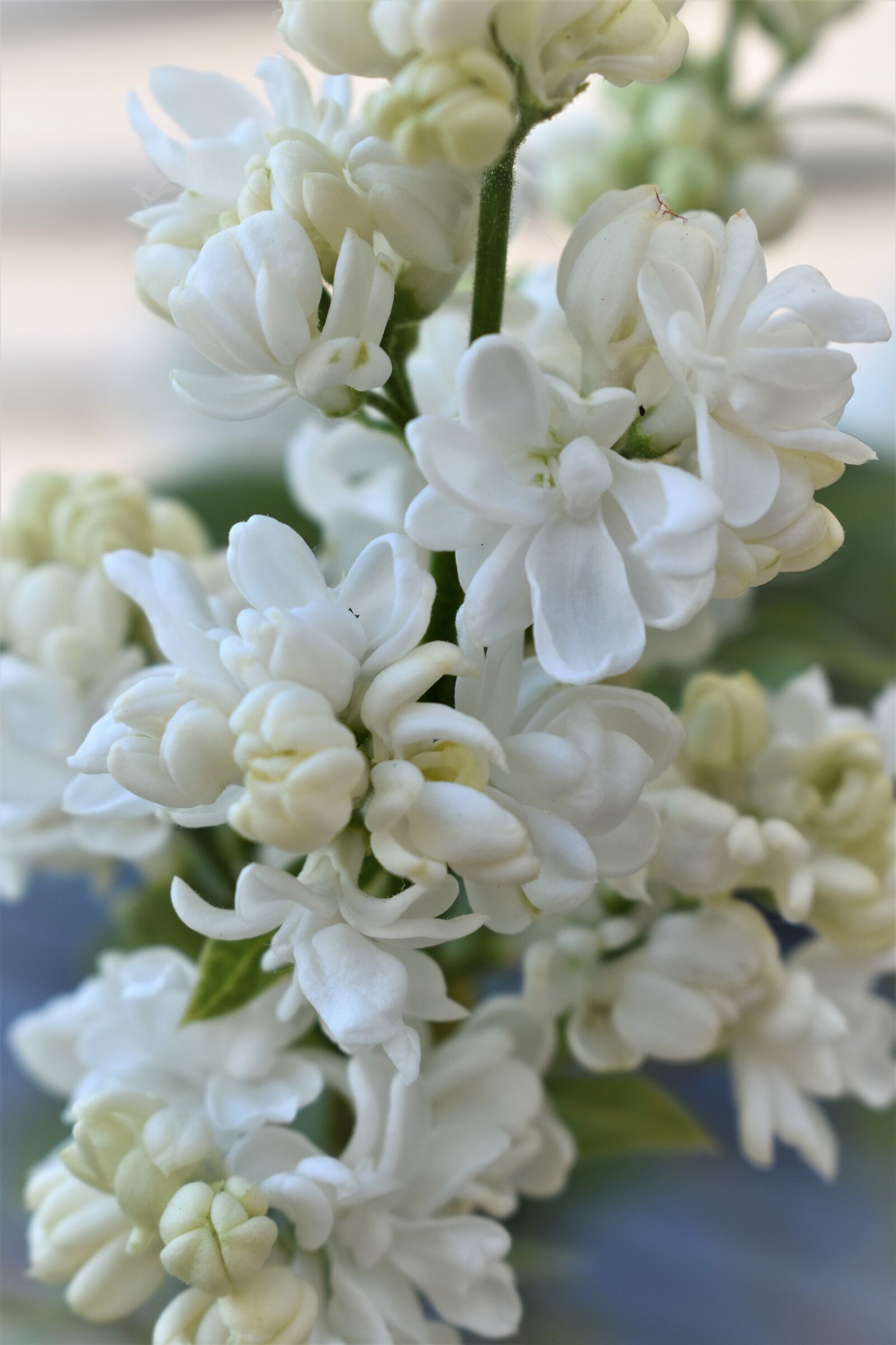 Nikon D5500 sample photo. Lilac, flower, flowers photography