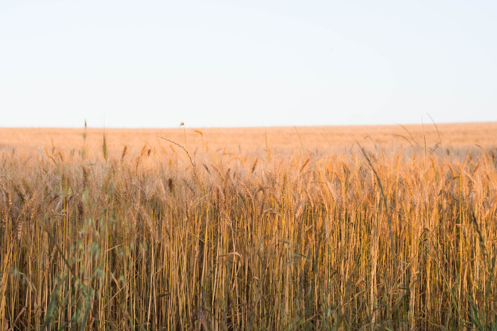 Nikon D7200 sample photo. Fields, wheat, barley photography
