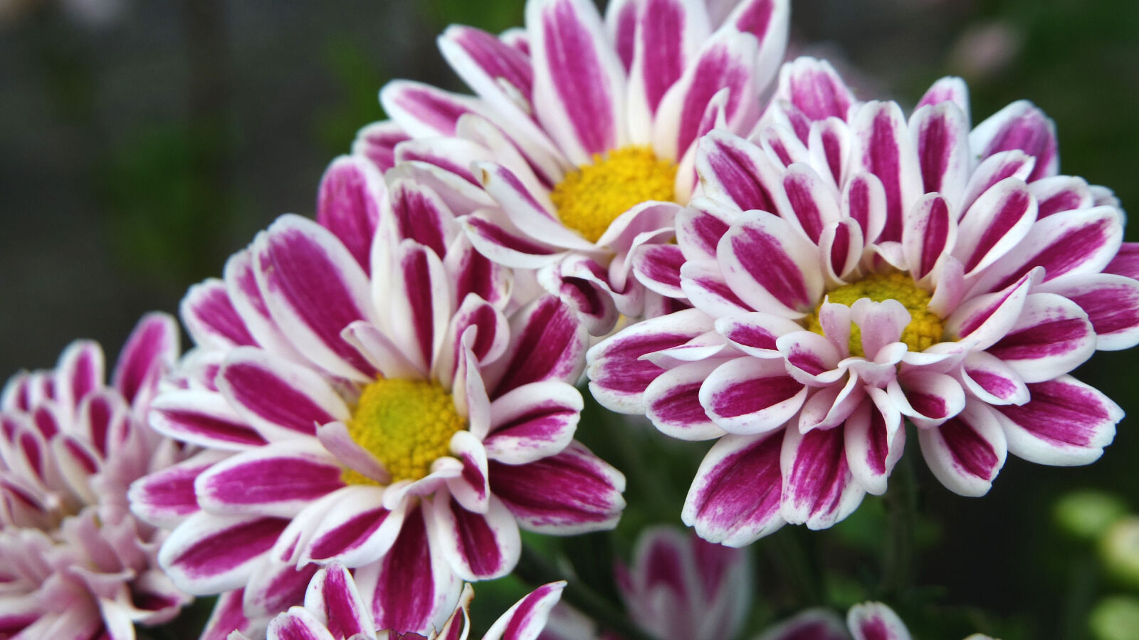 Pentax Q10 sample photo. Beautiful, bloom, blooming, blossom photography
