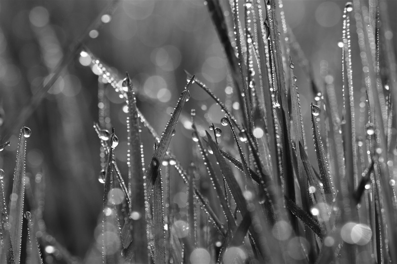 Canon EOS 800D (EOS Rebel T7i / EOS Kiss X9i) sample photo. Dew, droplets, morning photography