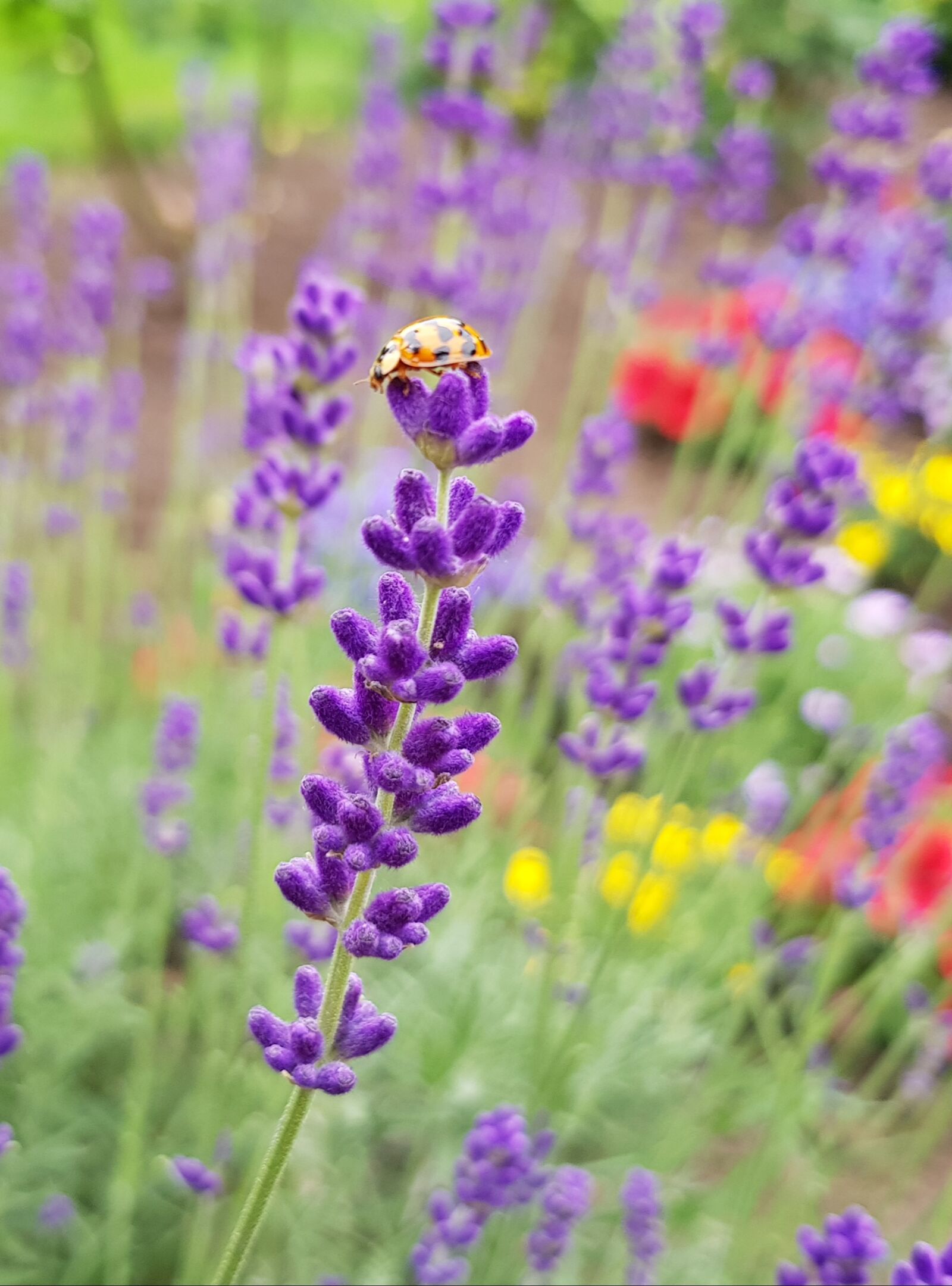 Samsung Galaxy S8 sample photo. Ladybug, lavender, nature photography