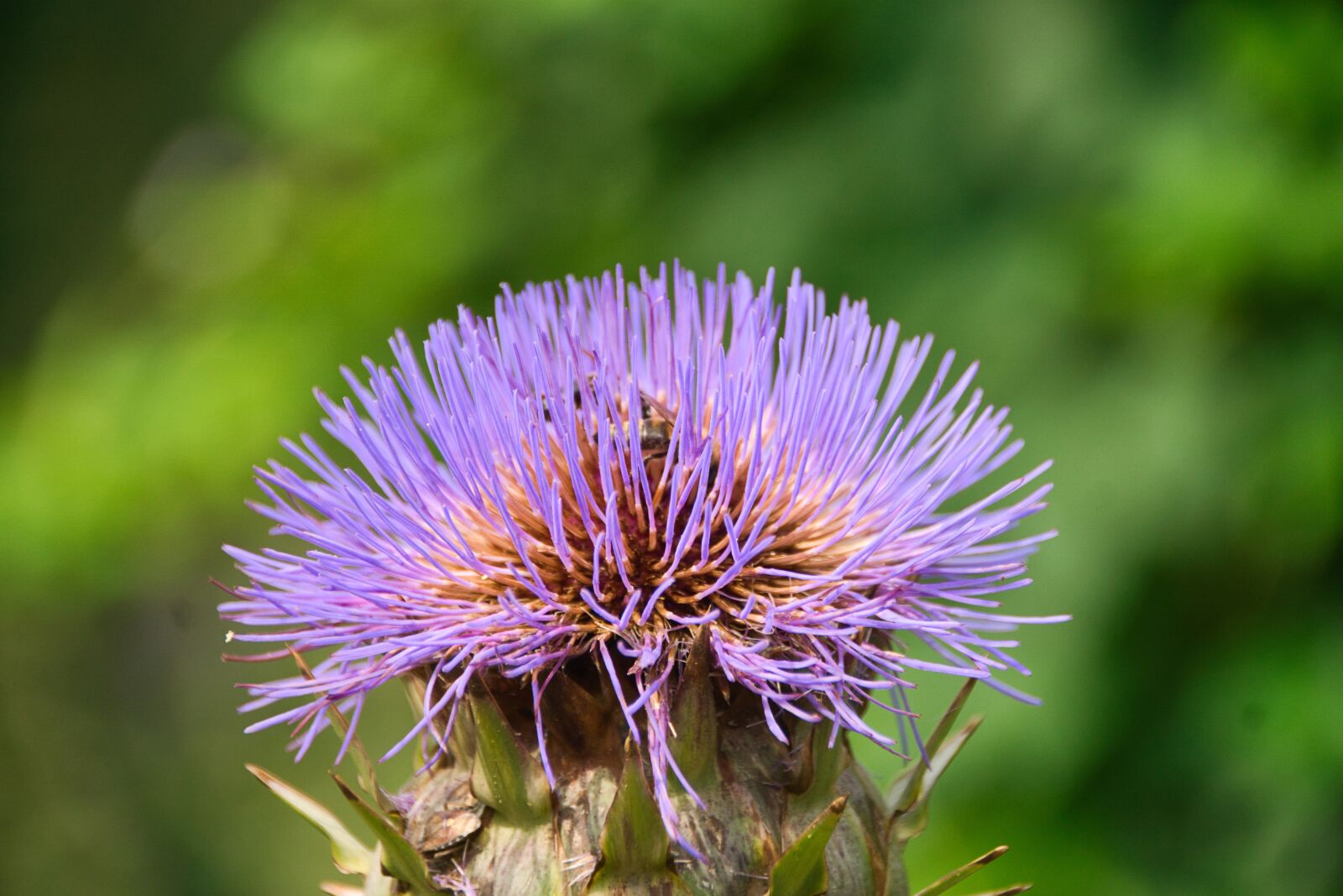 Sony ILCA-77M2 sample photo. Safflower, blue, tender photography