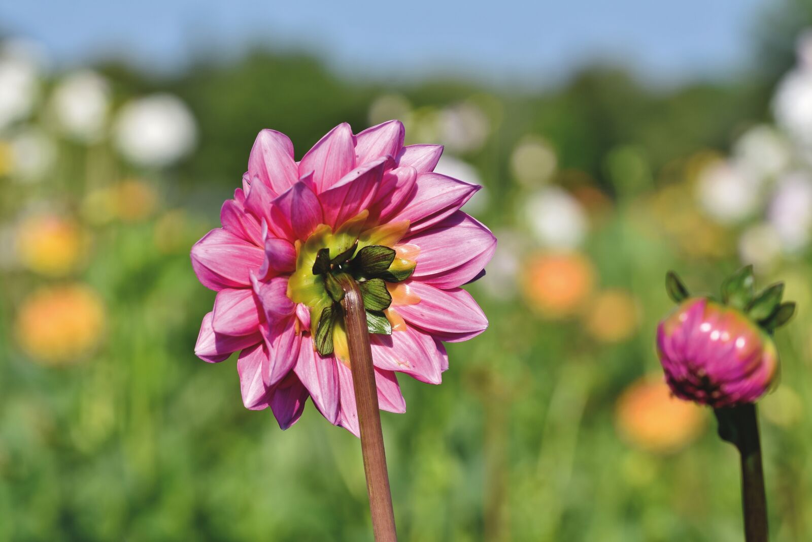 Nikon D7200 sample photo. Dahlia, bud, flower photography