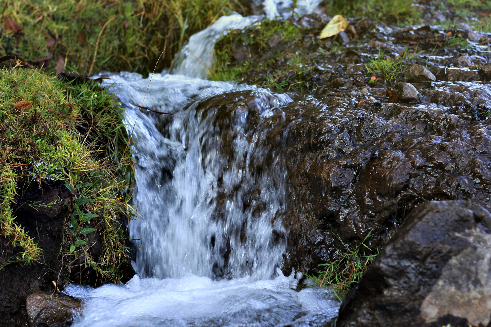 Canon EOS 60D + Canon EF 50mm F1.8 II sample photo