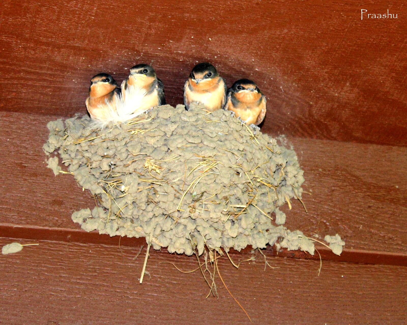 Canon EOS 1200D (EOS Rebel T5 / EOS Kiss X70 / EOS Hi) sample photo. Beautiful, bird, family photography