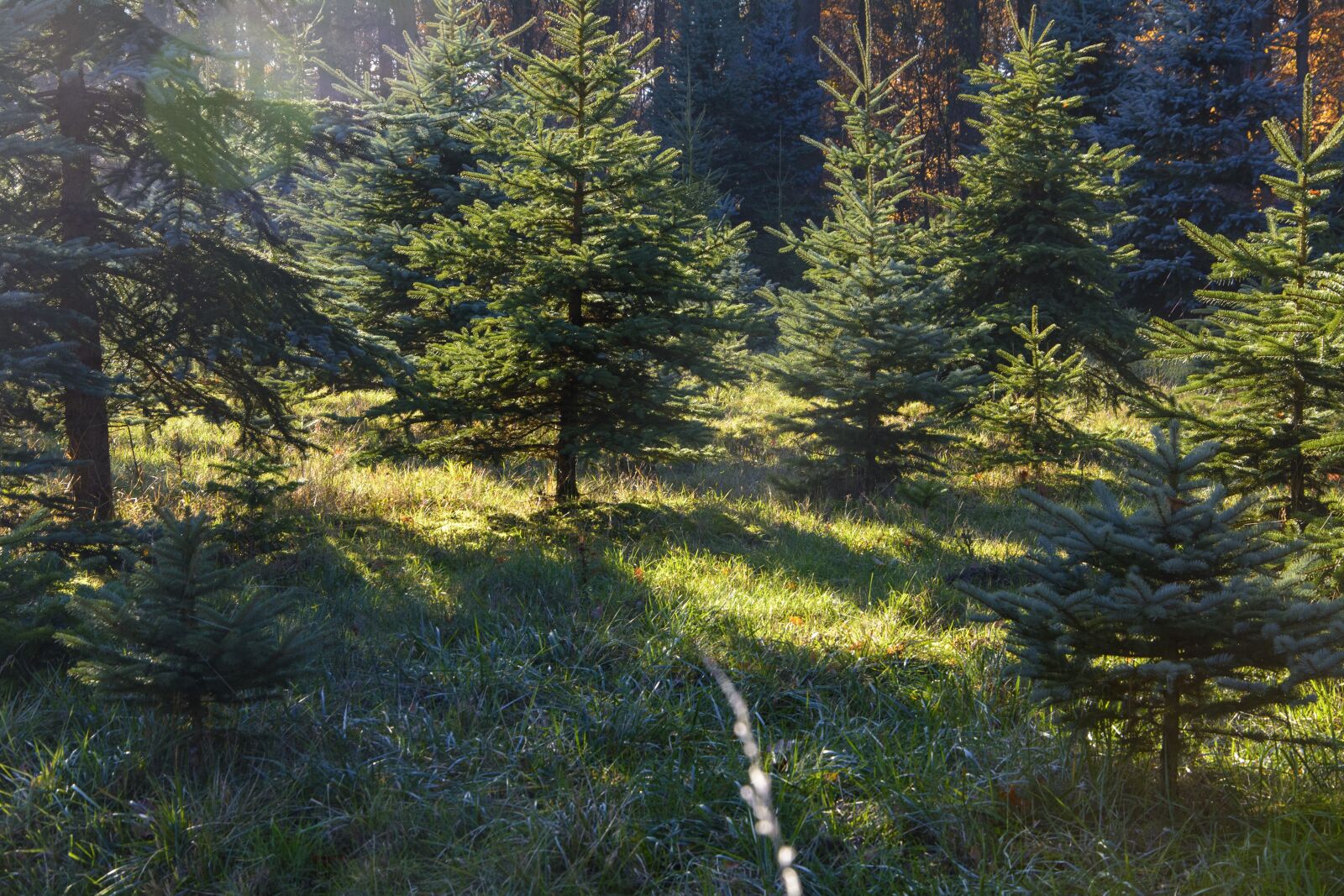Nikon D7100 sample photo. Fir tree, christmas, conservation photography