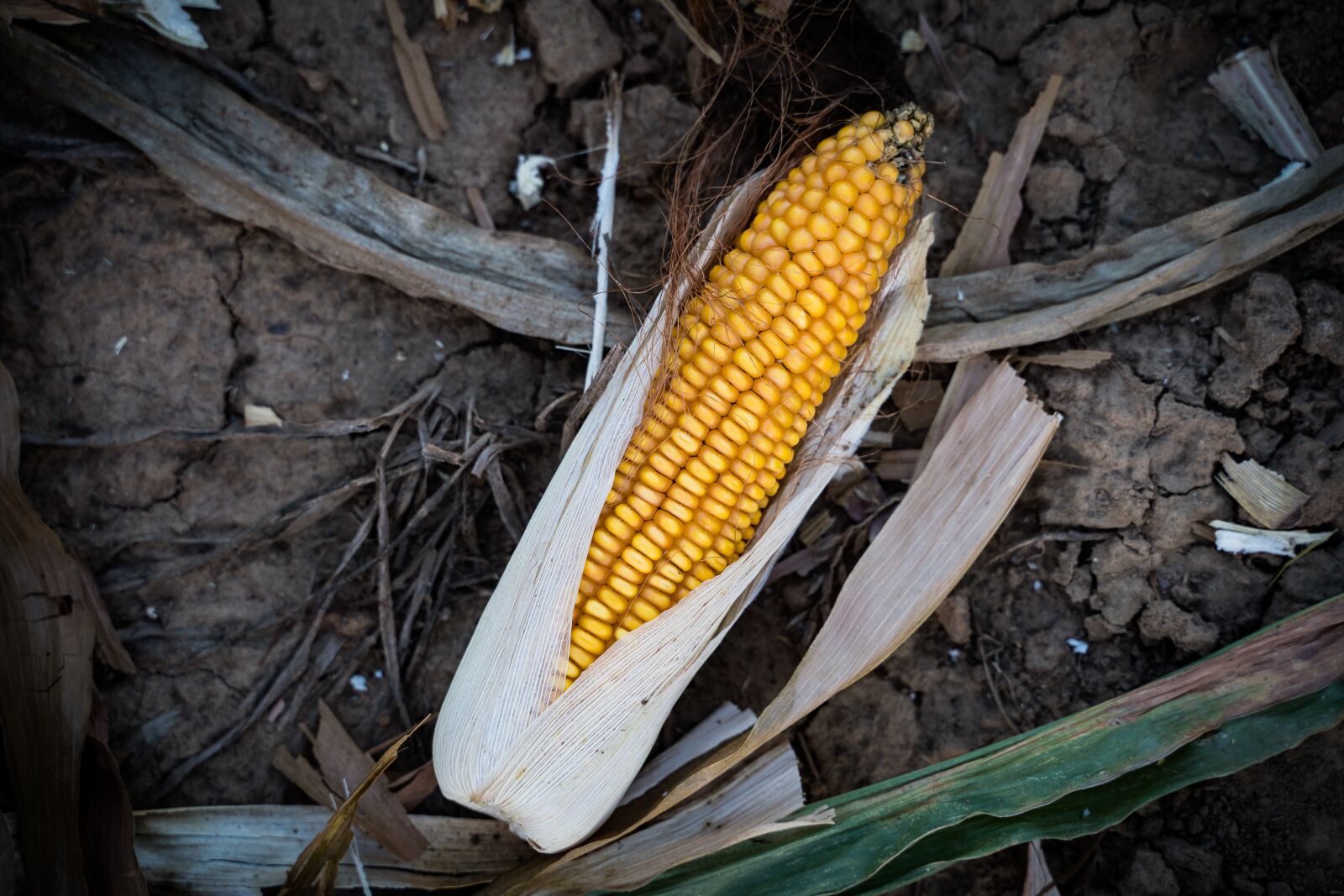 Sony a7 III sample photo. Corn, corn on the photography