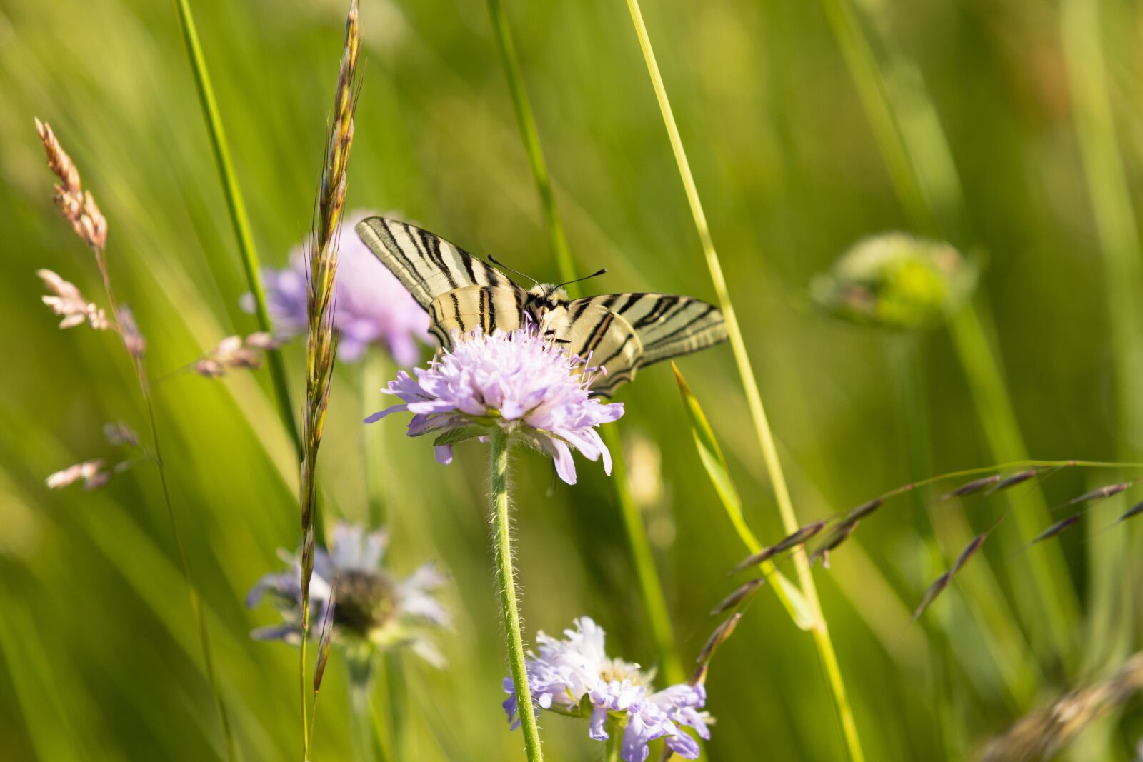 Canon EOS 6D Mark II sample photo. Butterfly, scarce swallowtail, iphiclides photography