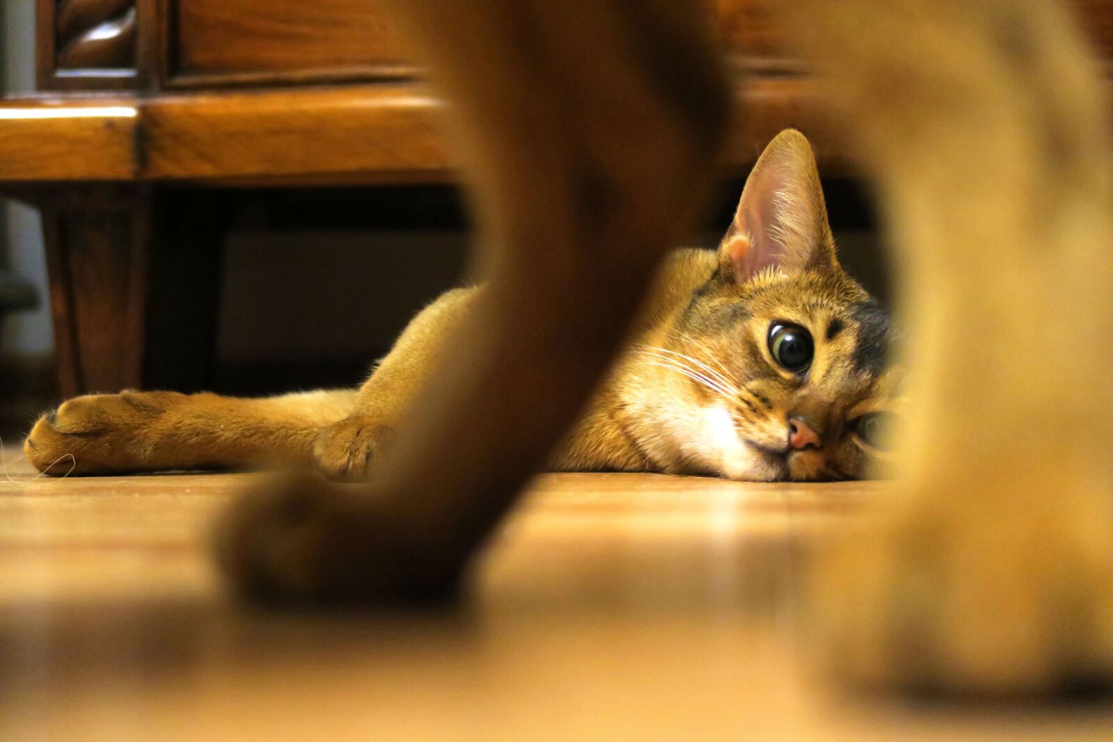 Canon PowerShot G7 X sample photo. Kittens, abissintsykoshki, koshkiabissintsy photography