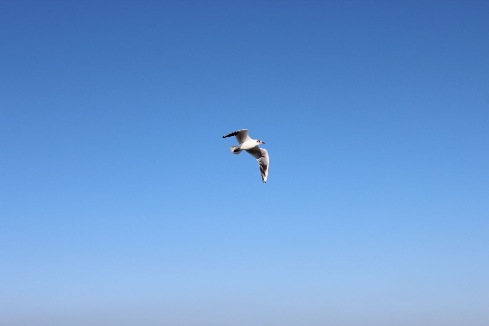 Canon EOS 600D (Rebel EOS T3i / EOS Kiss X5) sample photo. Bird, air, sky photography