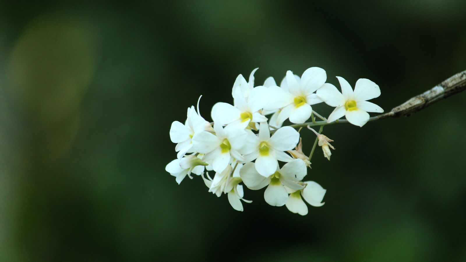 Canon EOS 1300D (EOS Rebel T6 / EOS Kiss X80) sample photo. Kerala, india, flower photography