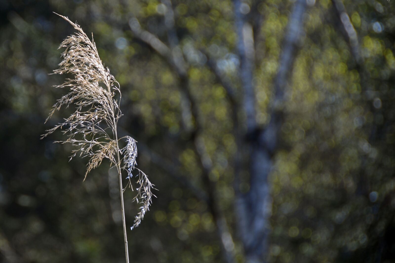 Nikon D7100 sample photo. Reed, nature, pond plant photography