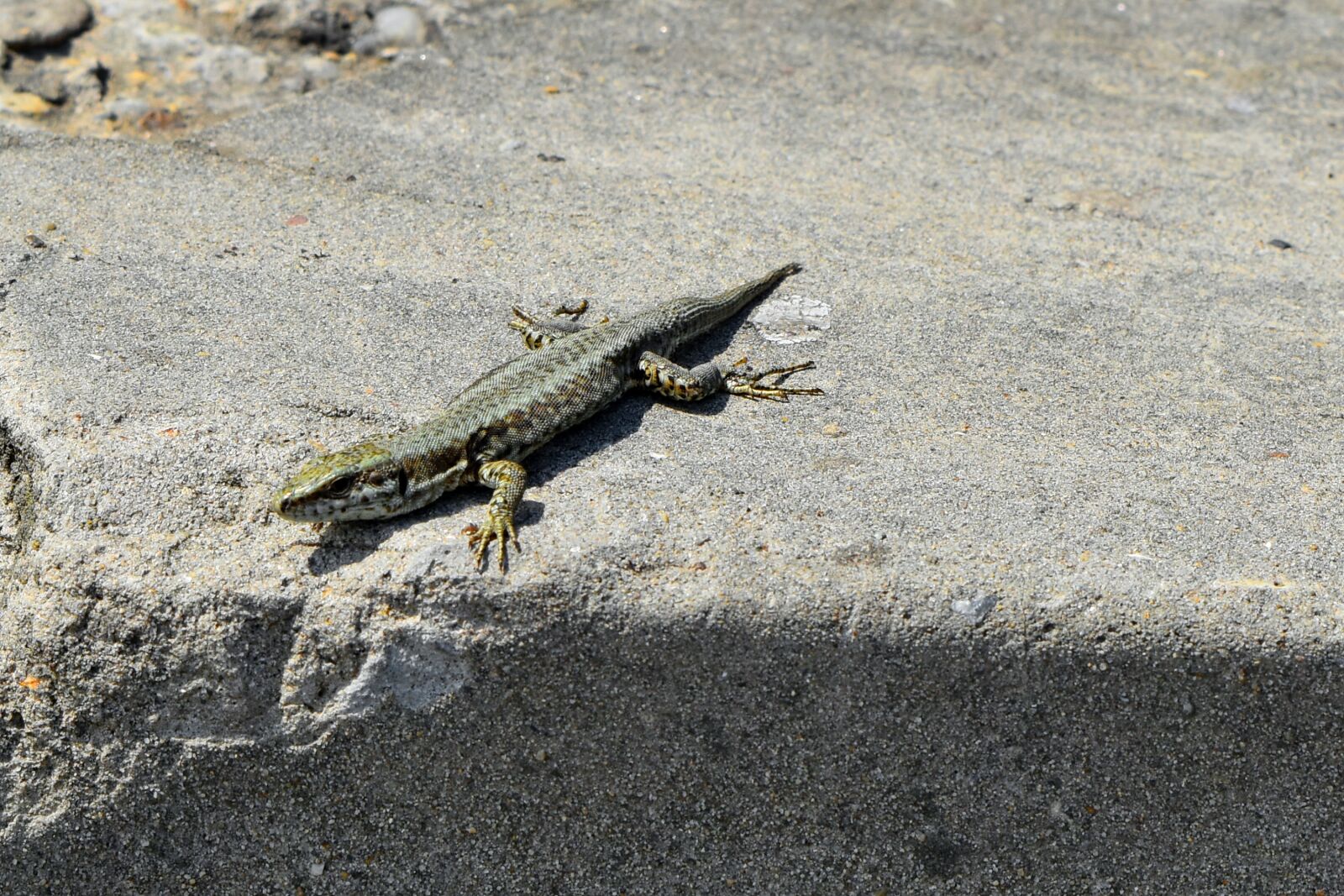 Nikon D5500 sample photo. Camouflage, colorful, sand, beach photography