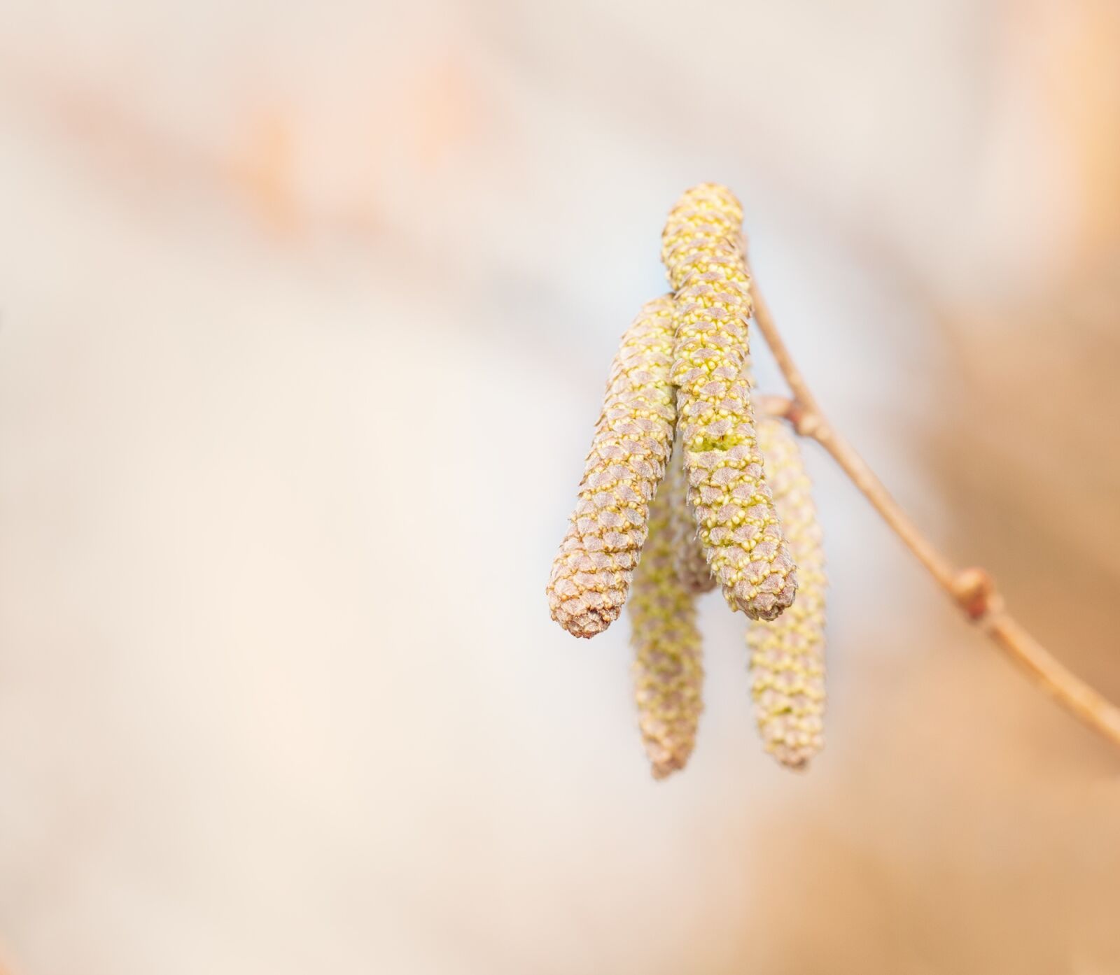 Nikon D90 sample photo. Common hazel, hazel, branch photography