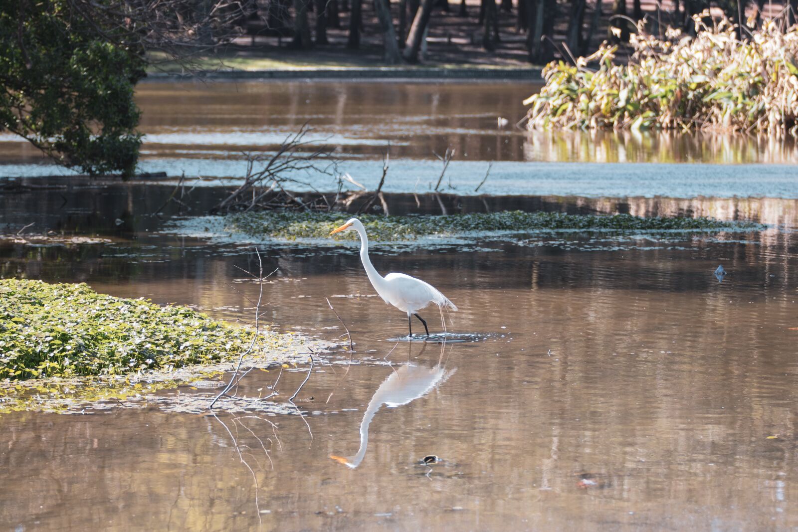 Canon EOS 200D (EOS Rebel SL2 / EOS Kiss X9) sample photo. Heron, ave, animal photography