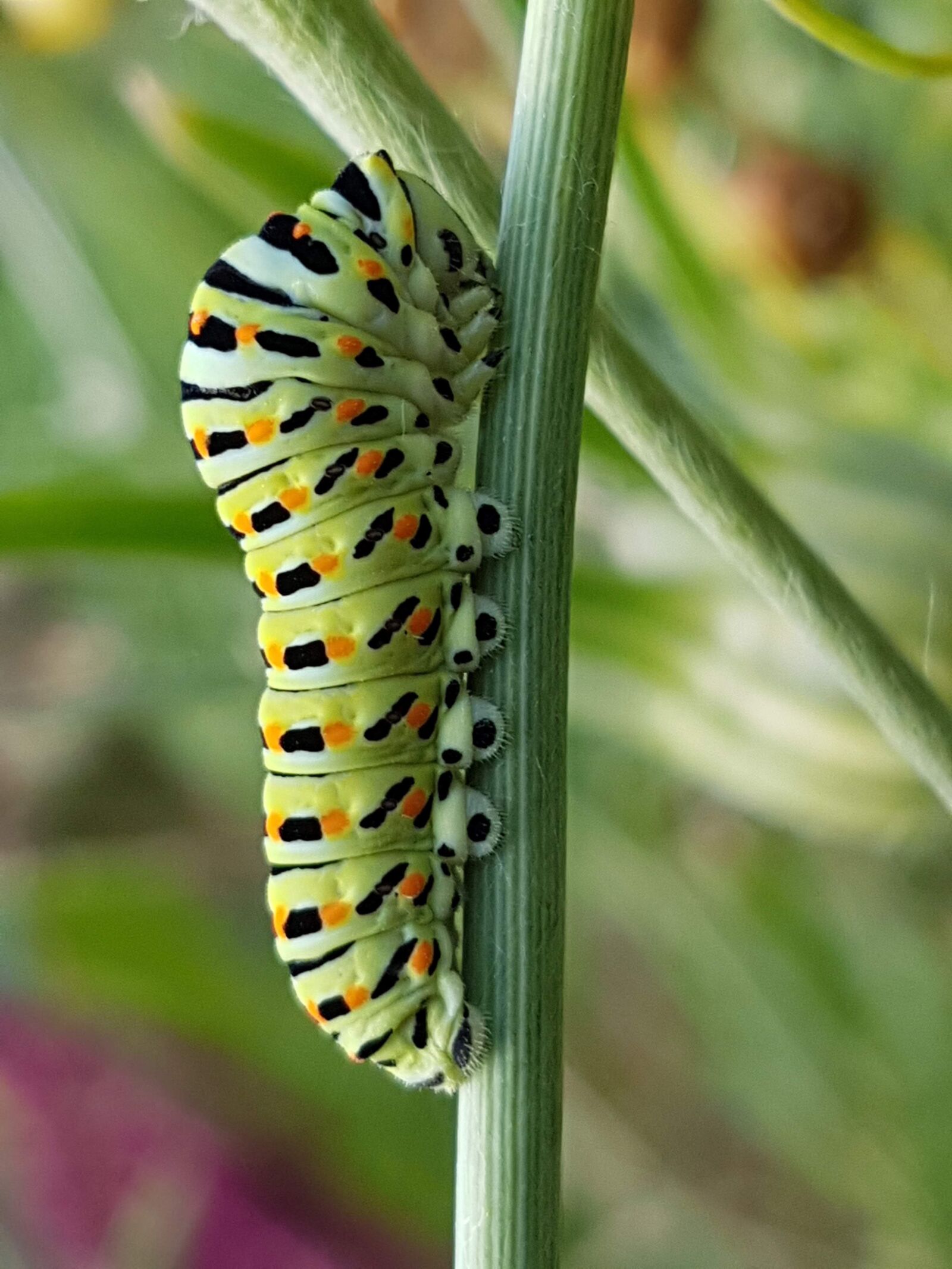 Samsung Galaxy S7 sample photo. Caterpillar, dovetail, color photography