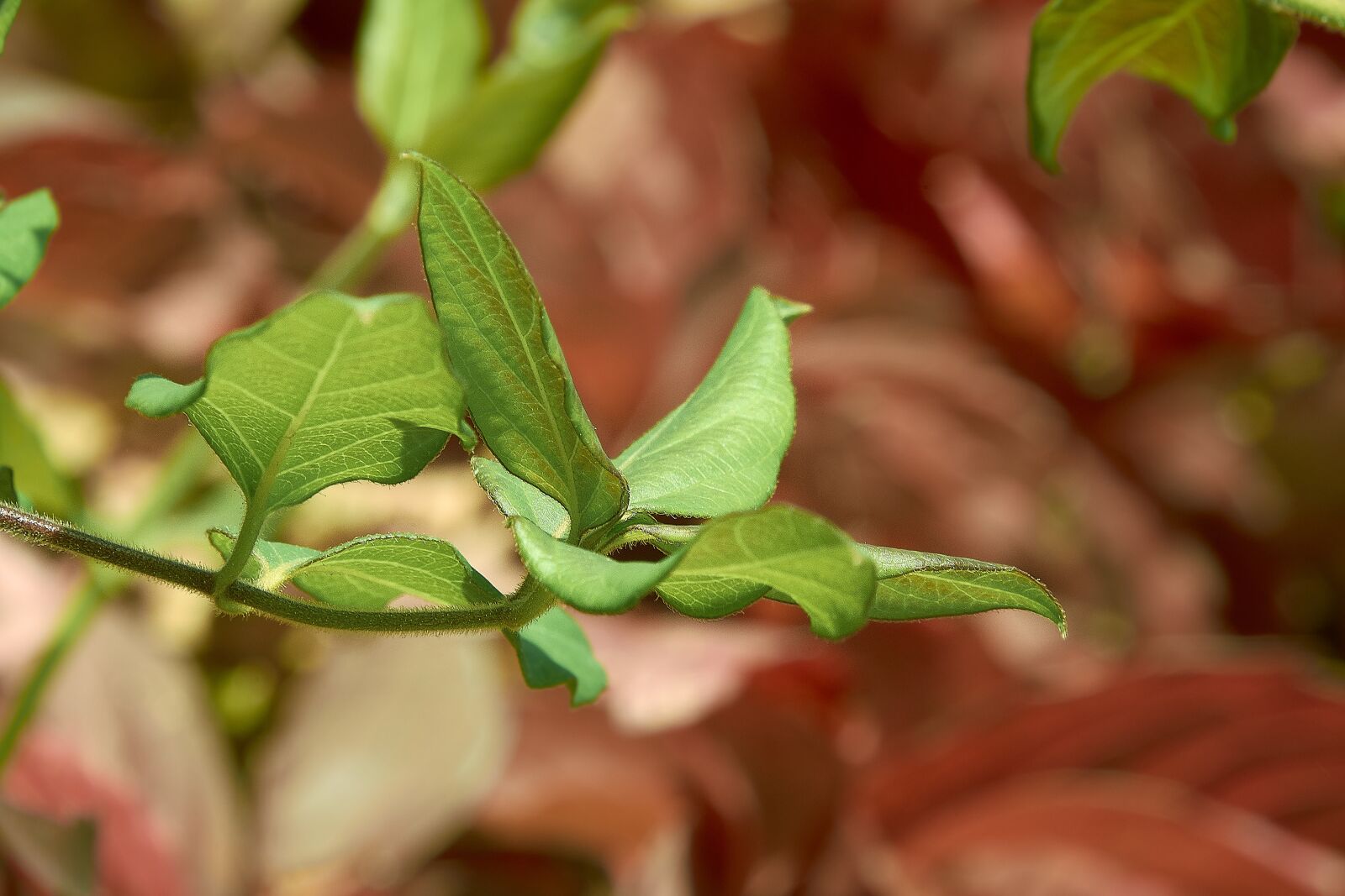 Nikon D7200 sample photo. Leaves, autumn, colorful photography