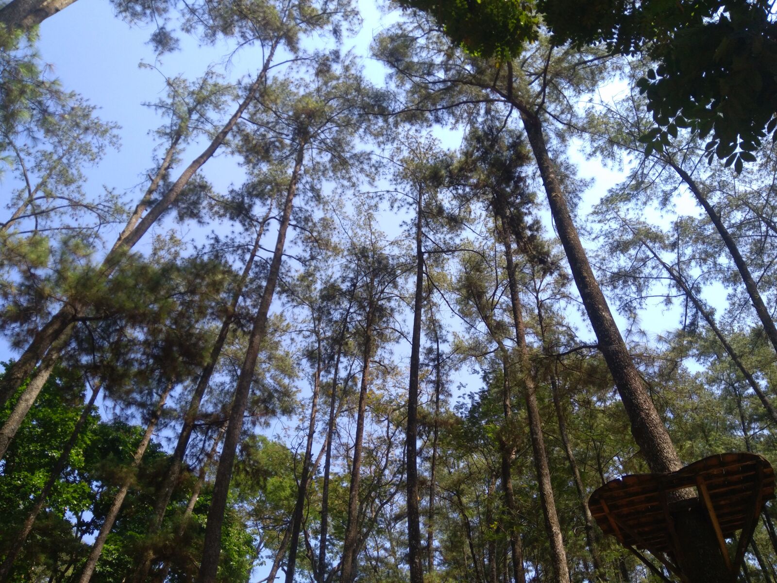 ASUS ZenFone Max M1 (ZB556KL) / ZenFone Max M1/M2/M3 (ZB555KL) sample photo. Forest, green, trees photography