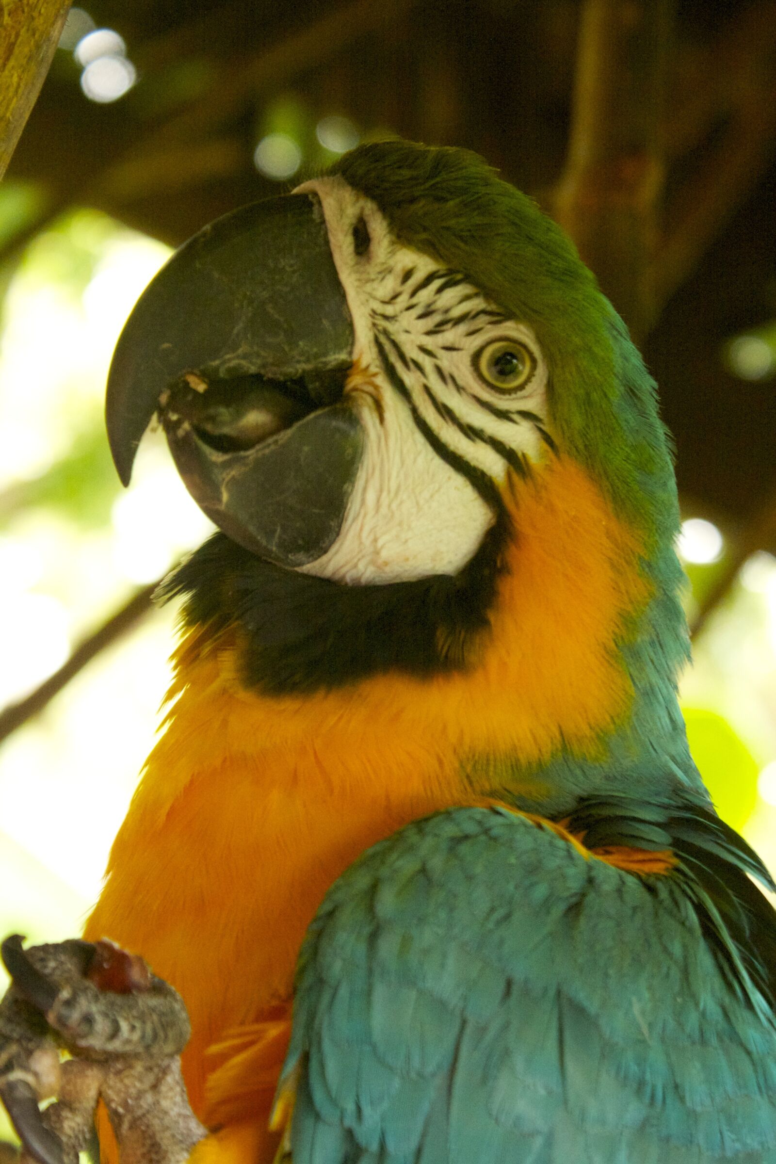 Canon EOS 1000D (EOS Digital Rebel XS / EOS Kiss F) sample photo. Nature, parrot, animal photography