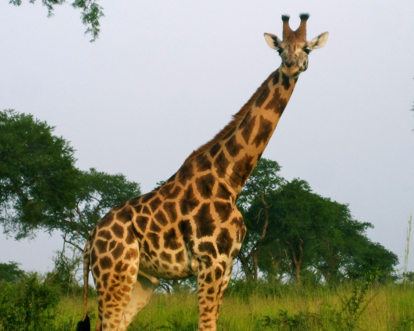 Canon PowerShot SD780 IS (Digital IXUS 100 IS / IXY Digital 210 IS) sample photo. Africa, giraffe, wildlife photography