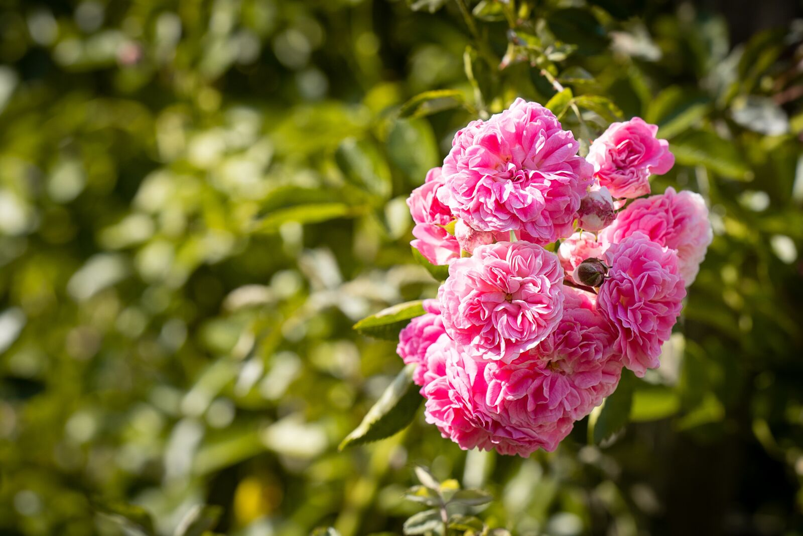 Nikon D7100 sample photo. Roses, pink, pink roses photography