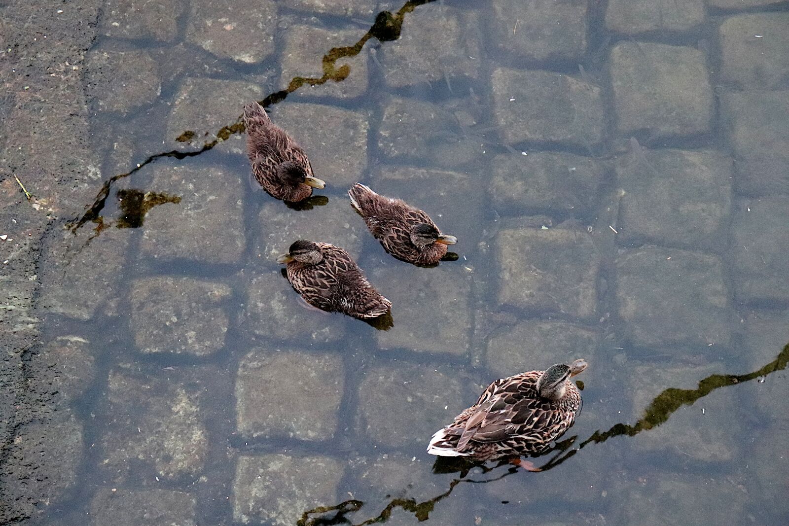 Canon EOS 800D (EOS Rebel T7i / EOS Kiss X9i) + Canon EF-S 18-55mm F4-5.6 IS STM sample photo. Ducks, birds, waterfowls photography