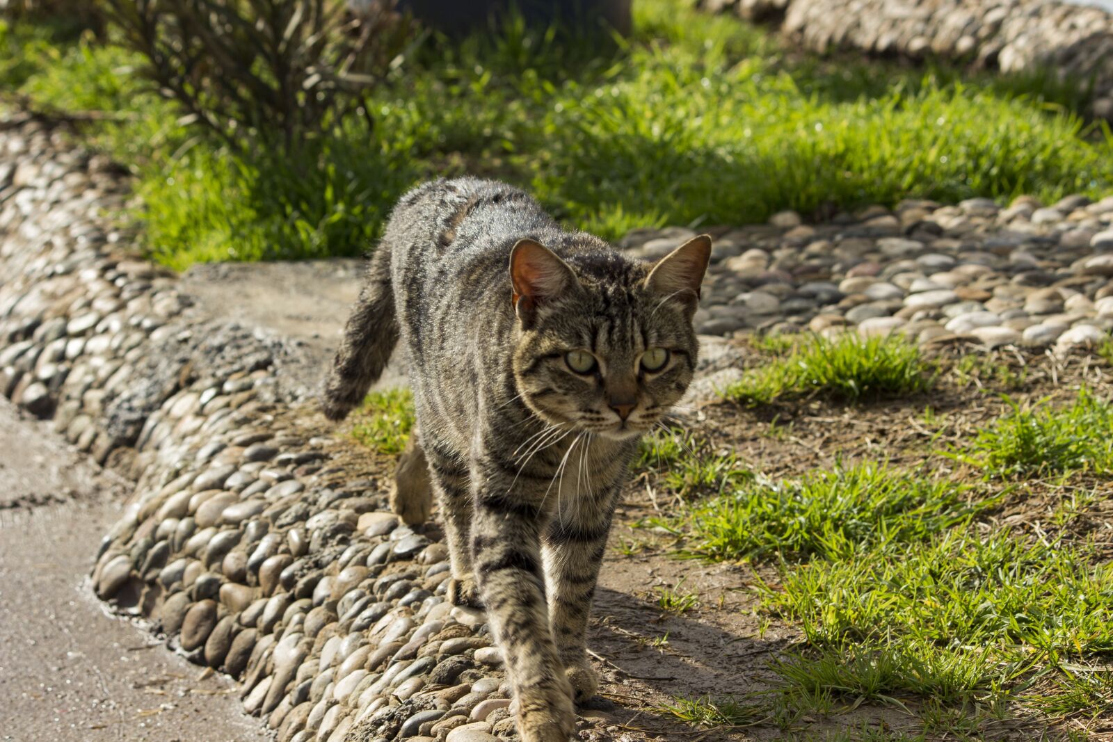Canon EOS 600D (Rebel EOS T3i / EOS Kiss X5) sample photo. Cat, nature, animals photography
