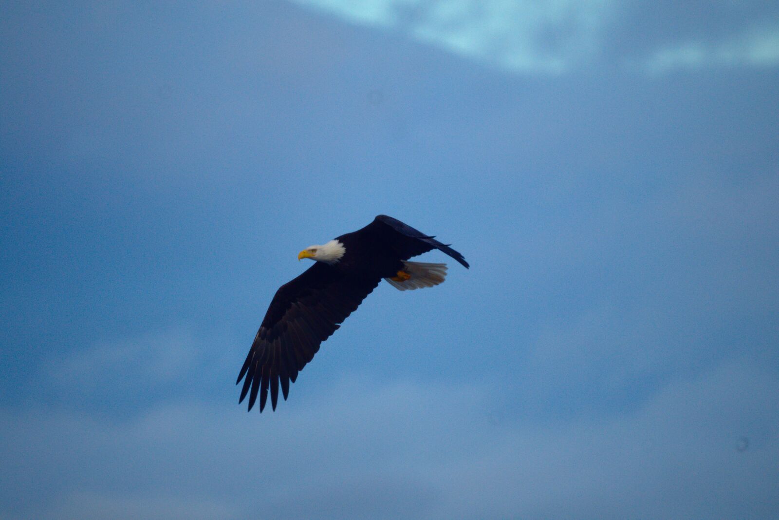 Sony SLT-A33 sample photo. Eagle, bird, predator photography