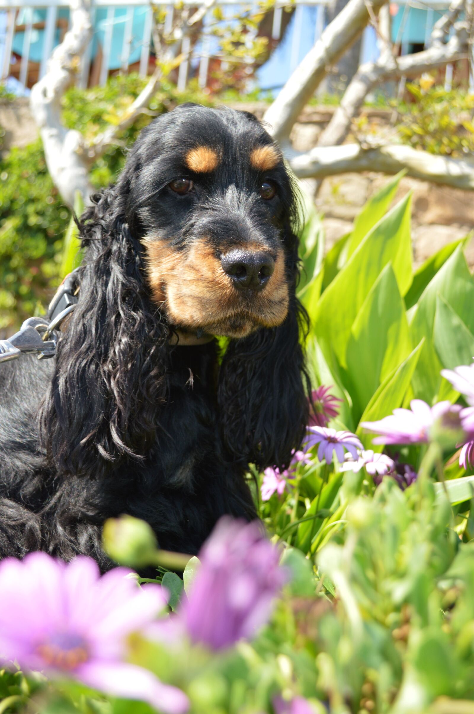 Nikon D3200 sample photo. English cocker spaniel, dog photography