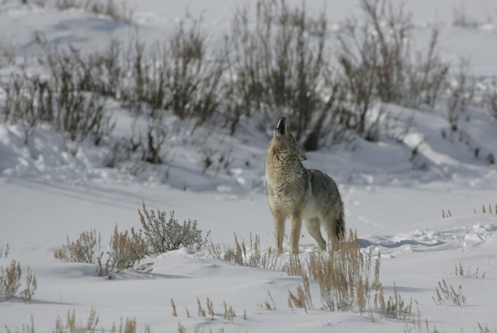 Canon EOS-1D Mark II sample photo. Coyote, howling, wildlife photography