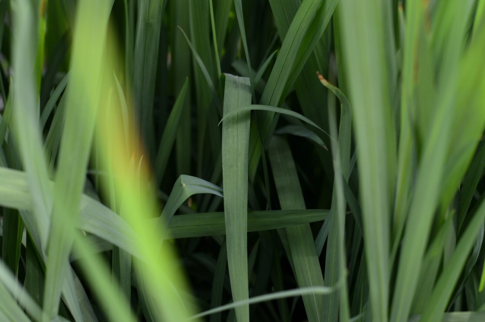 Nikon D3200 sample photo. Outdoors, botany, beautiful photography