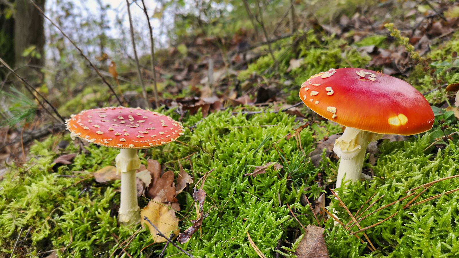 HUAWEI CLT-L29 sample photo. Mushrooms, fly agaric, forest photography