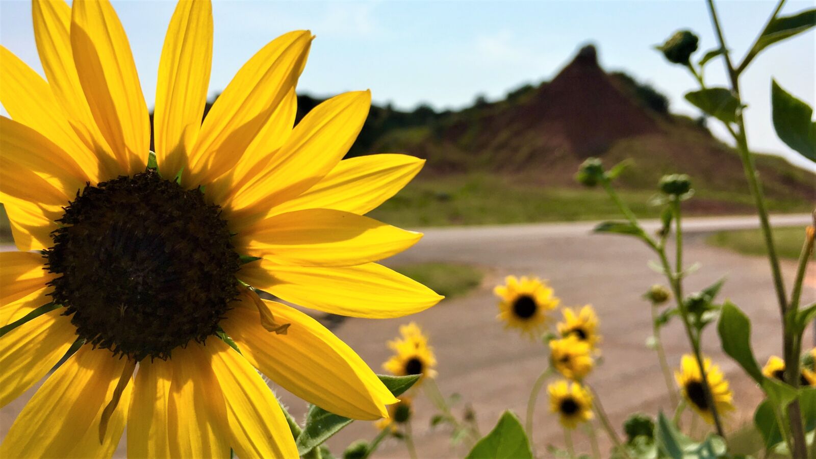 Apple iPhone 6s sample photo. Sunflower, sunflowers, bloom photography