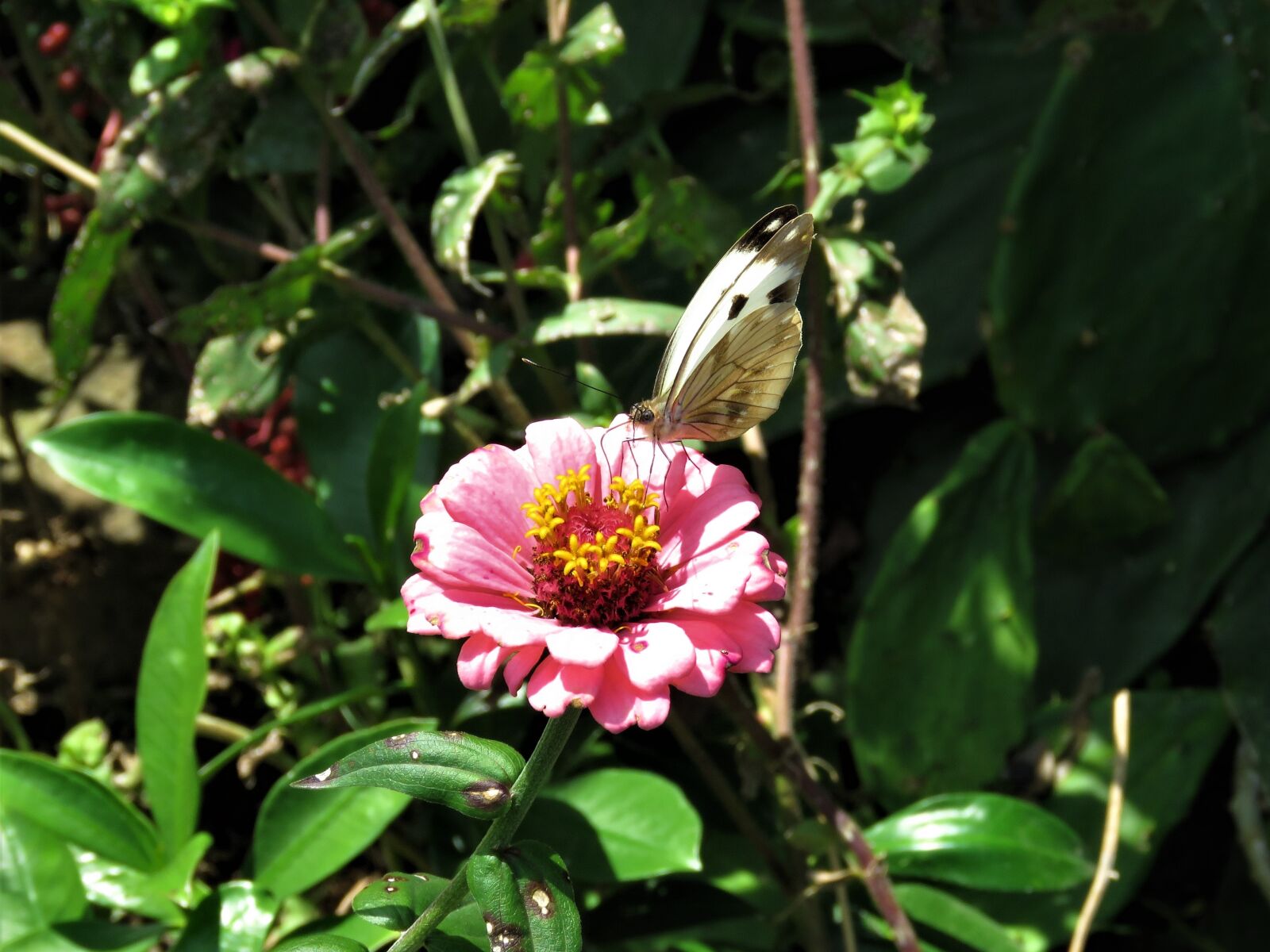 Canon PowerShot SX60 HS sample photo. Butterfly, butterfly on flower photography