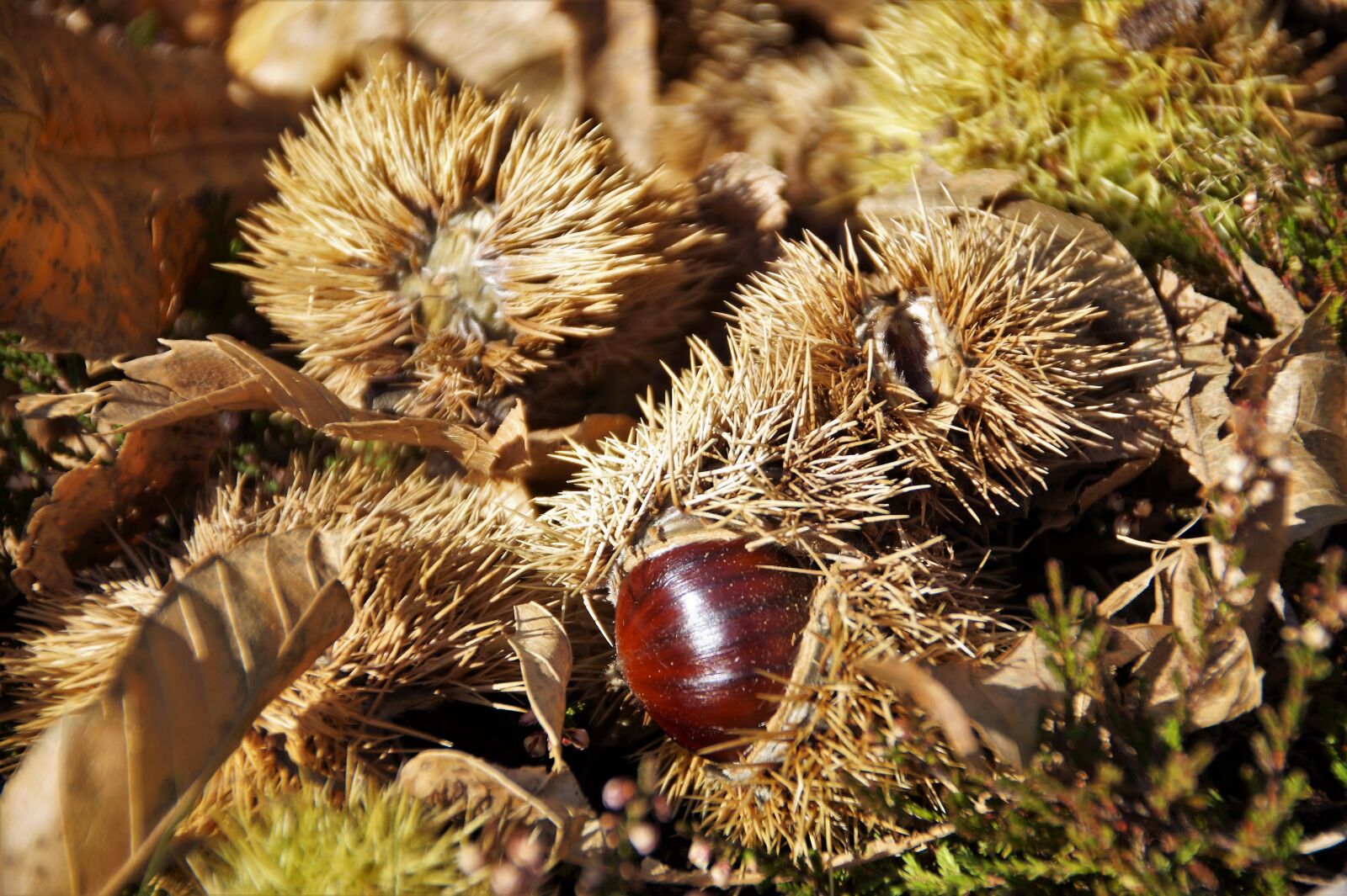 Sony SLT-A58 sample photo. Chestnut, edible, autumn photography