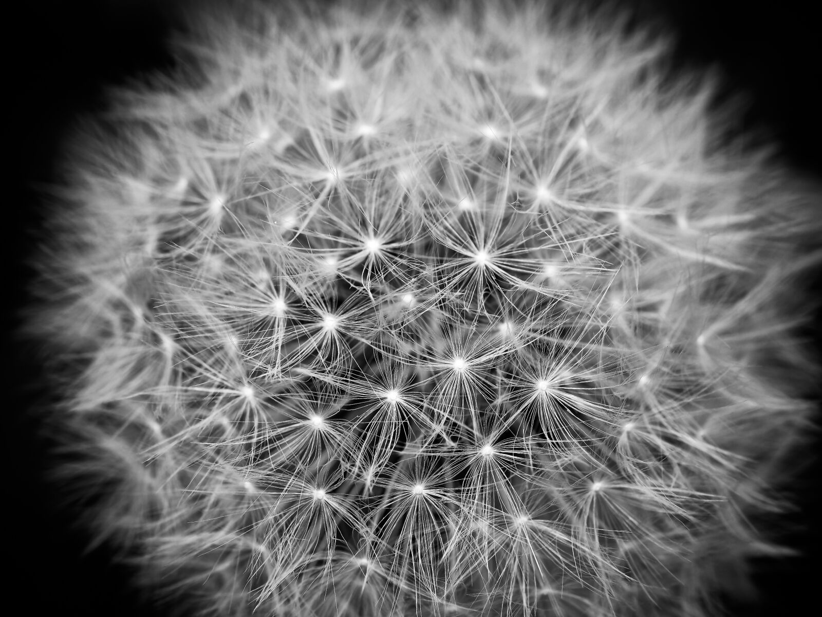 Olympus OM-D E-M10 sample photo. Dandelion, flower, pointed flower photography
