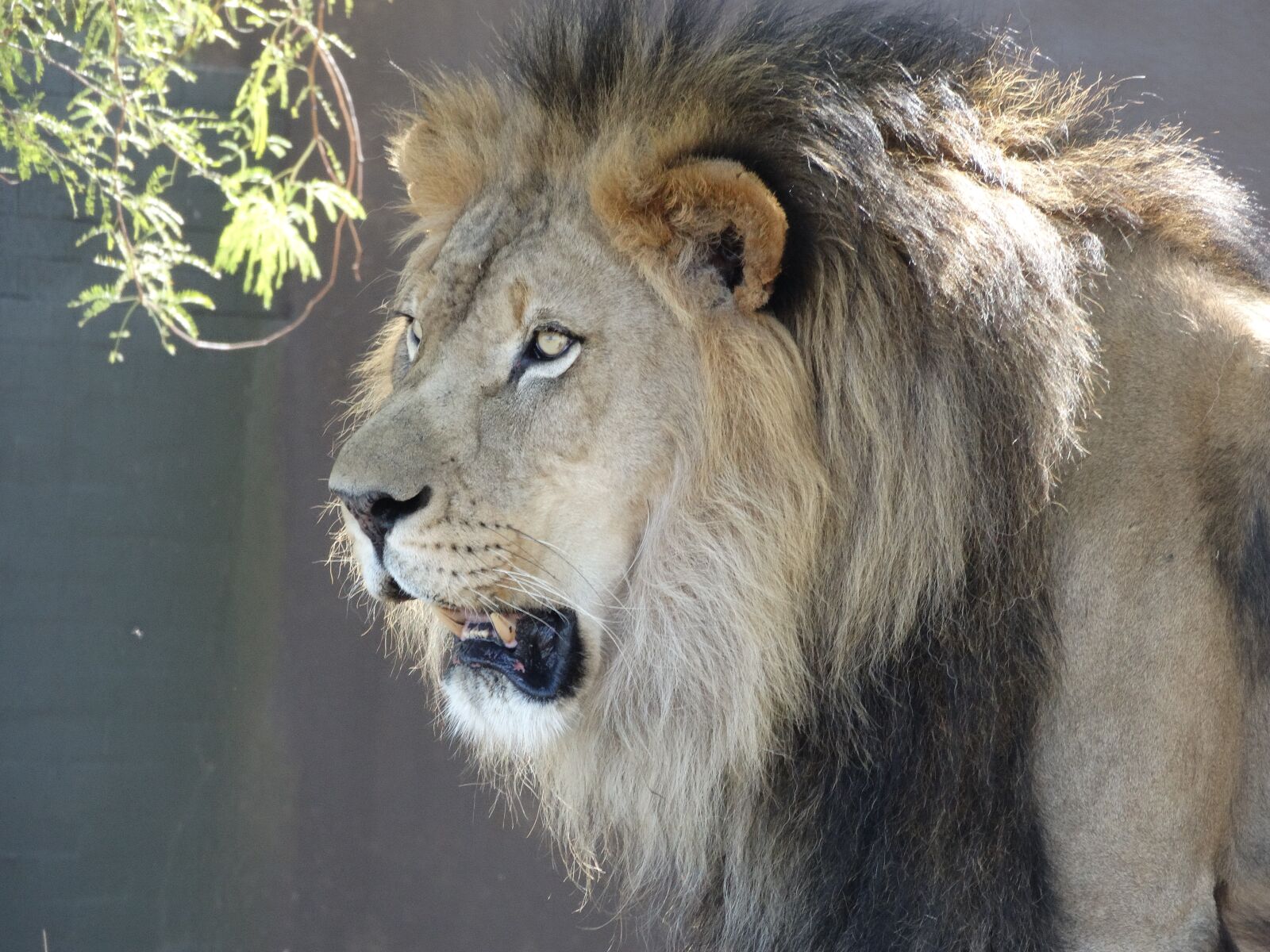 Sony Cyber-shot DSC-HX300 sample photo. Lion, wildlife, animal photography