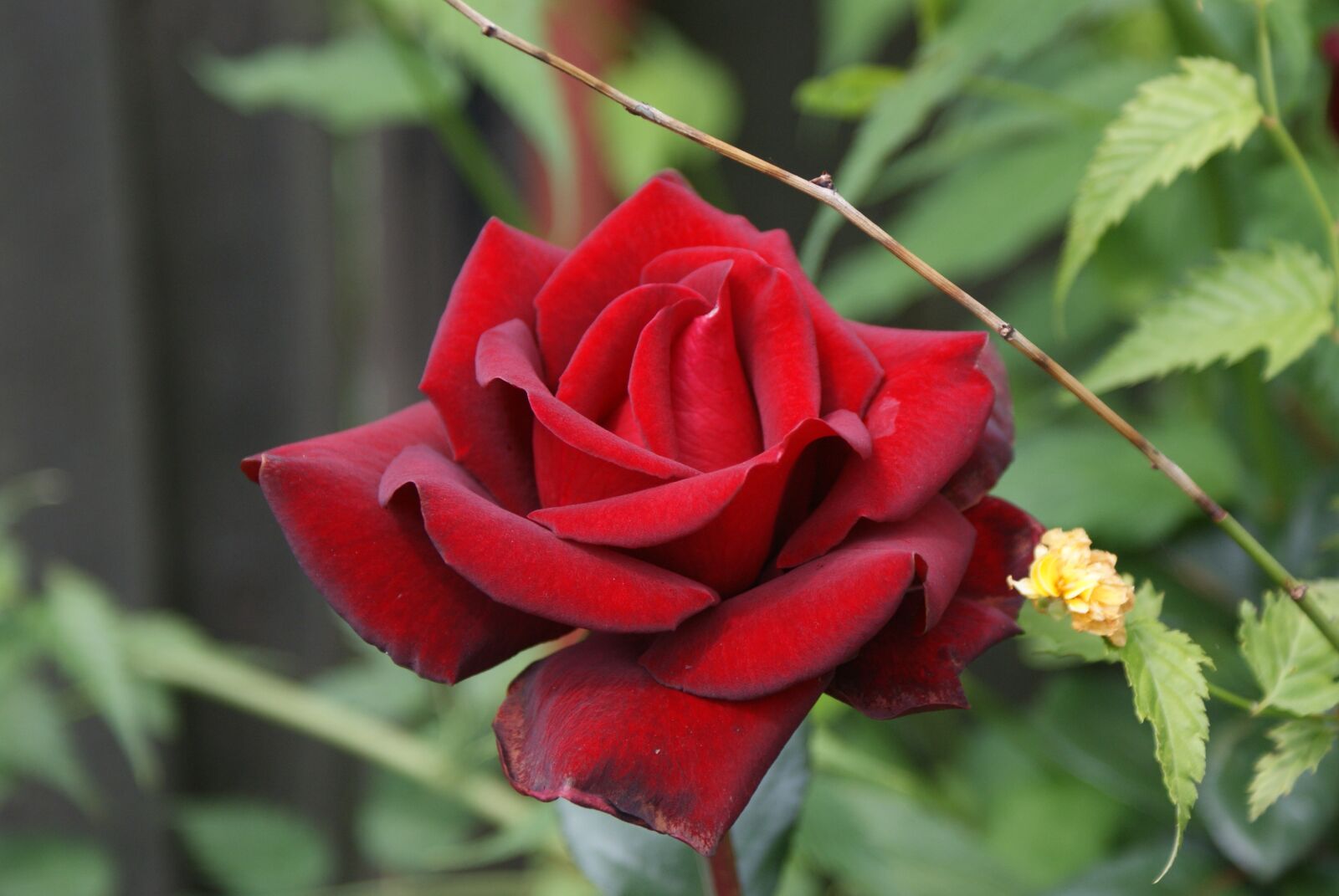 Sony Alpha DSLR-A200 sample photo. Flowers, rose, red photography