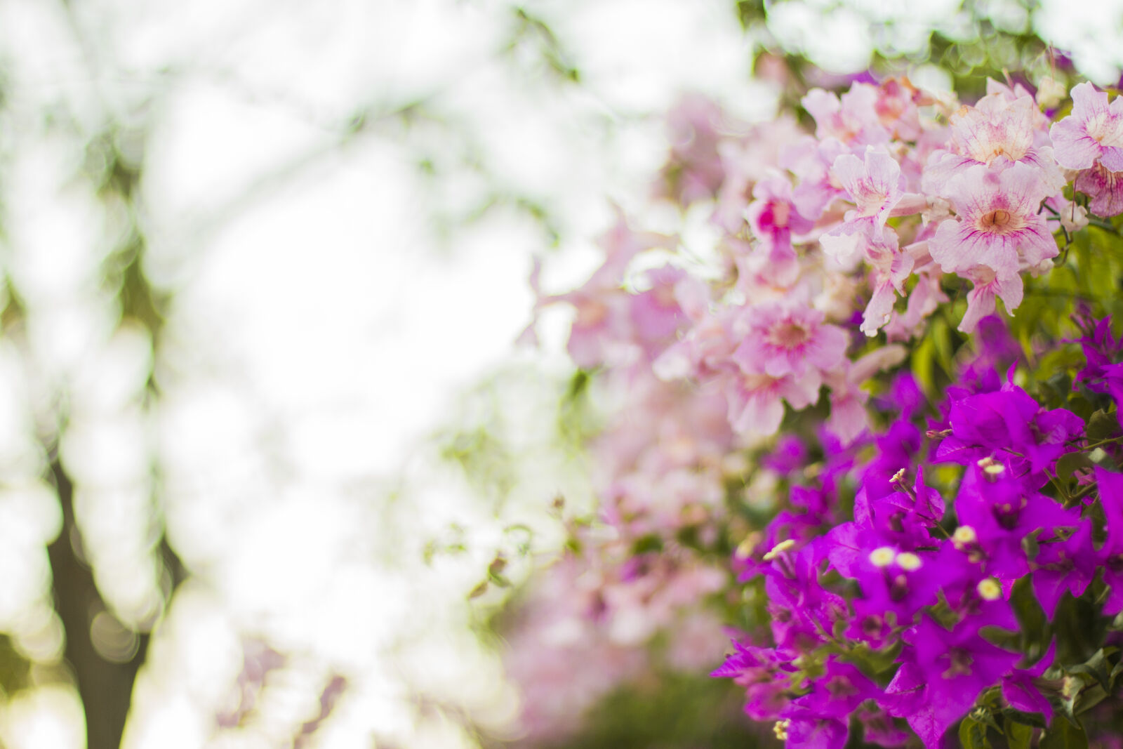 Canon EOS 70D + Canon EF 50mm F1.4 USM sample photo. Purple, and, pink, flowers photography