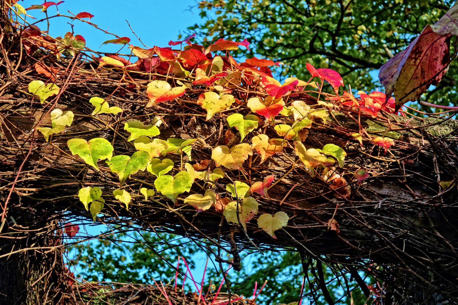 Sony Cyber-shot DSC-RX100 sample photo. Grapevine, vine, grape leaves photography