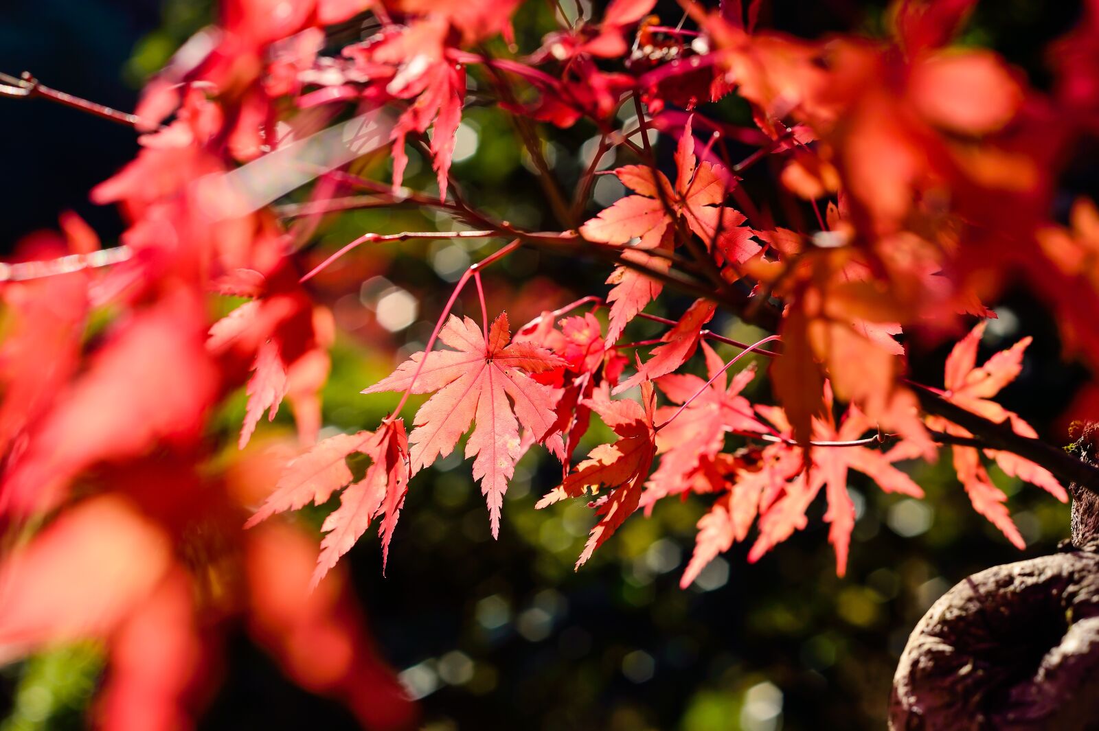 Nikon Df sample photo. Japan, landscape, natural photography