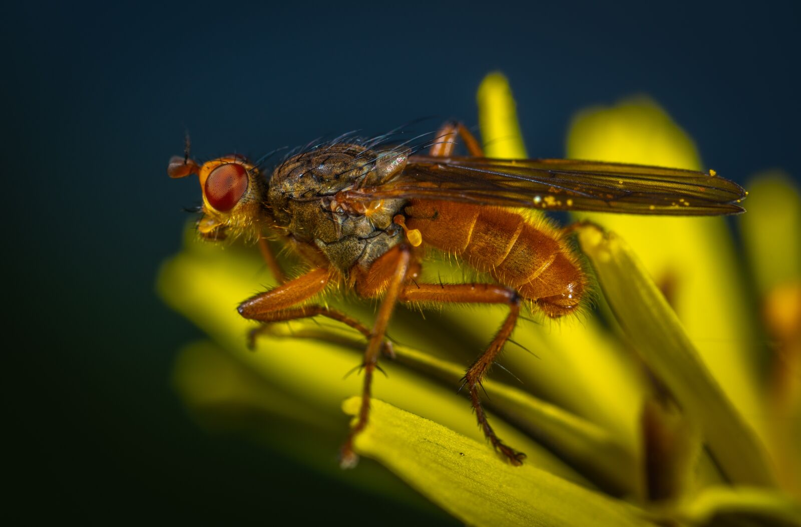 #124 65/2.8 sample photo. Macro, insect, flower photography