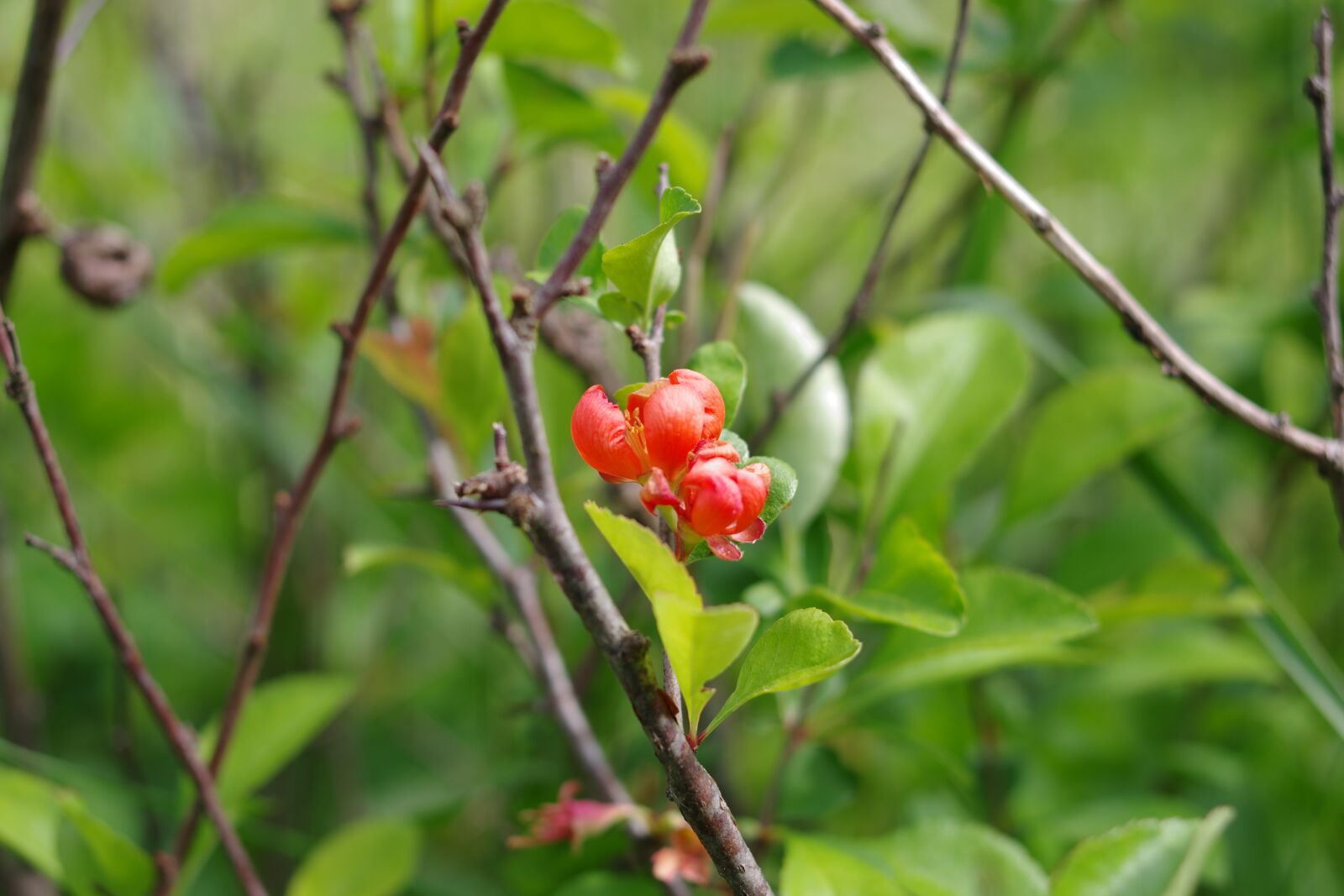 Pentax K-70 sample photo. Nature, bush, branch photography