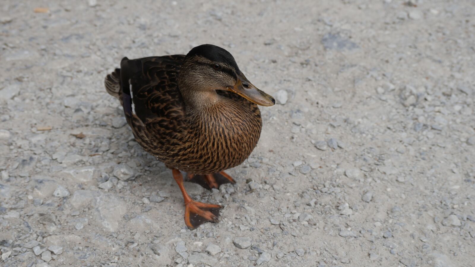 Panasonic Lumix DMC-GX85 (Lumix DMC-GX80 / Lumix DMC-GX7 Mark II) sample photo. Duck, bird, water bird photography