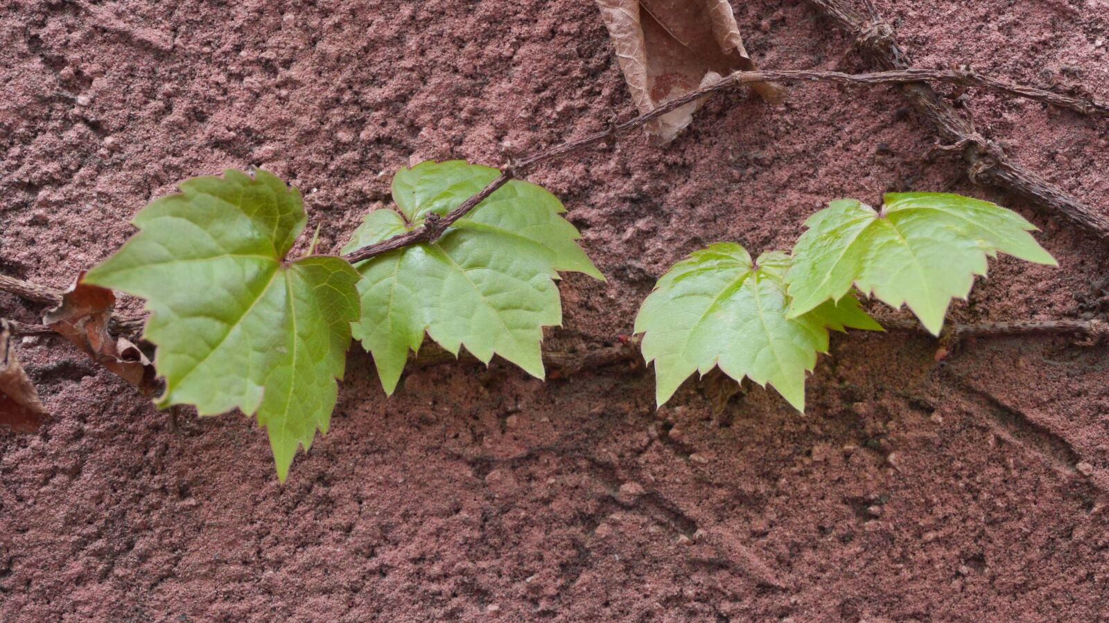 Panasonic Lumix DMC-GH3 sample photo. Leaf, plants, nature photography