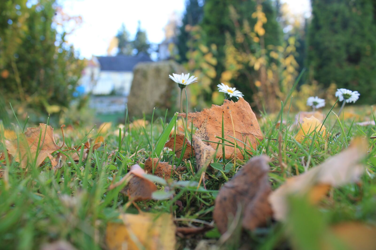 Canon EOS 1100D (EOS Rebel T3 / EOS Kiss X50) sample photo. Daisy, autumn, leaves photography